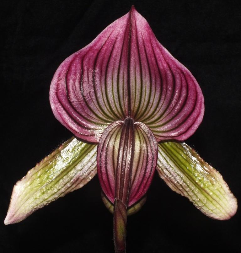Paphiopedilum Apple Flame - photo 2