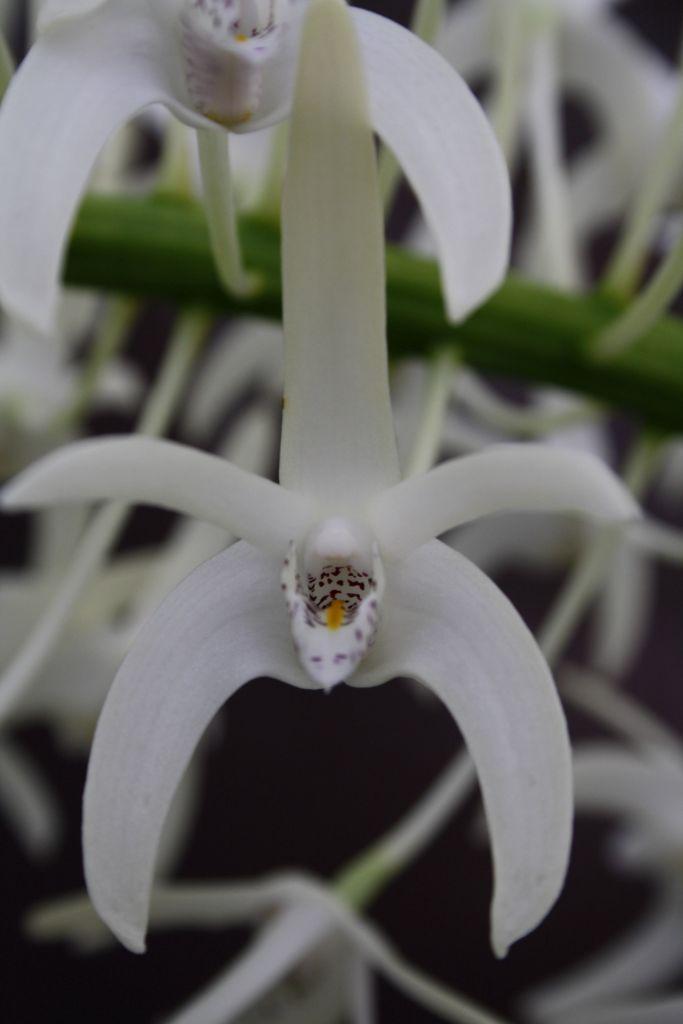 Dendrobium speciosum 'Neil's Choice'