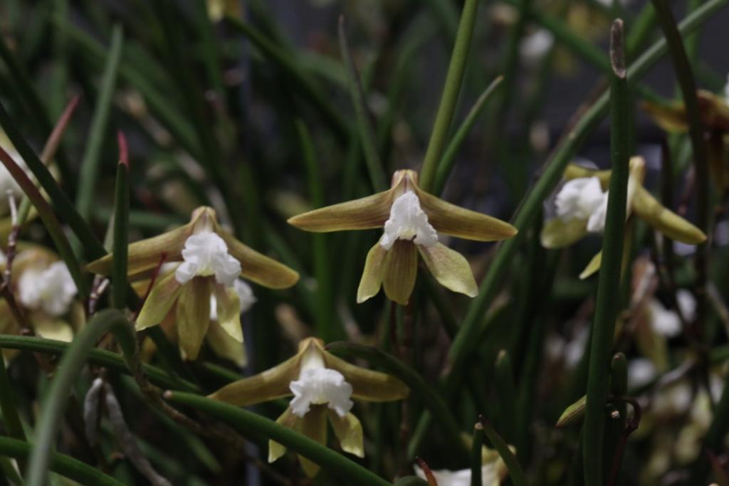 Dendrobium Waverly Flare - photo 2