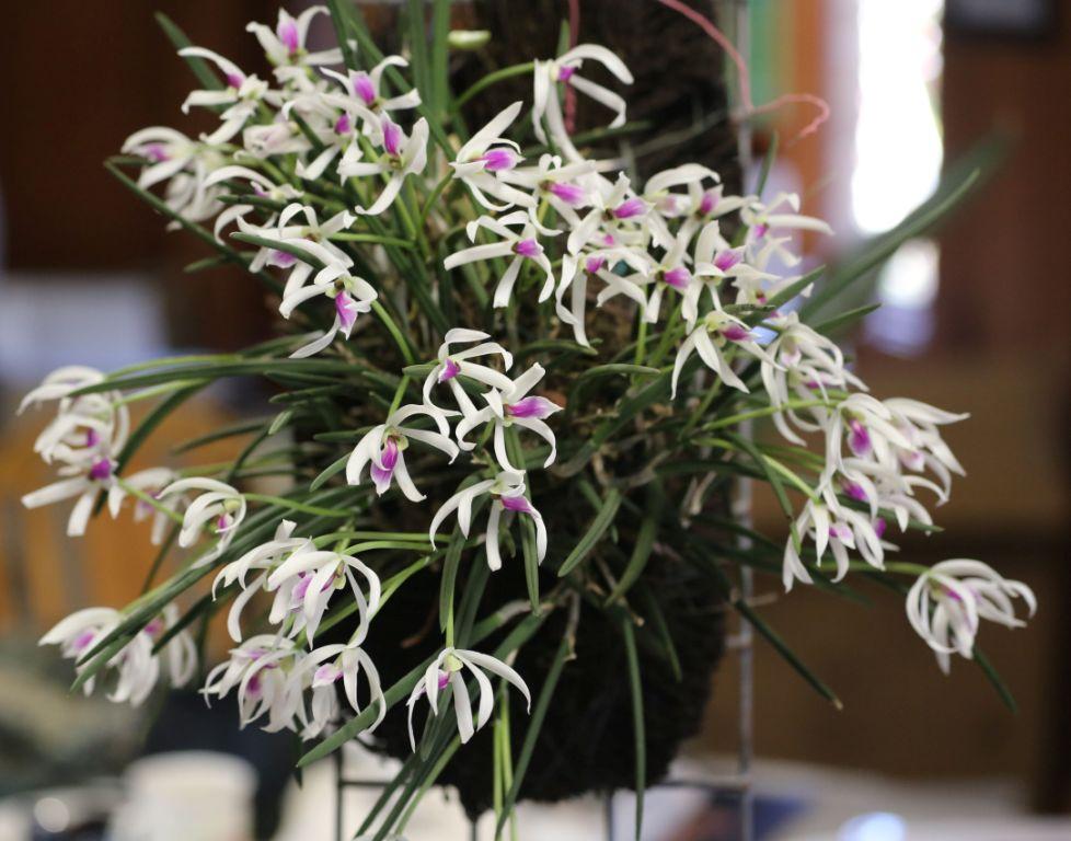 Leptotes bicolor - ACC/AOC