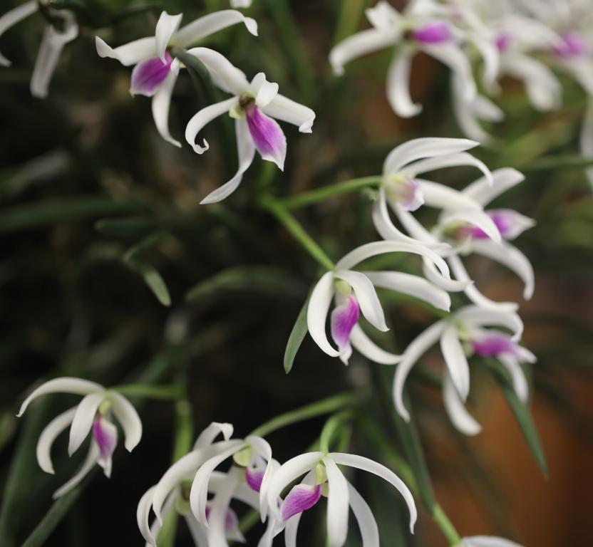 Leptotes bicolor - photo 2