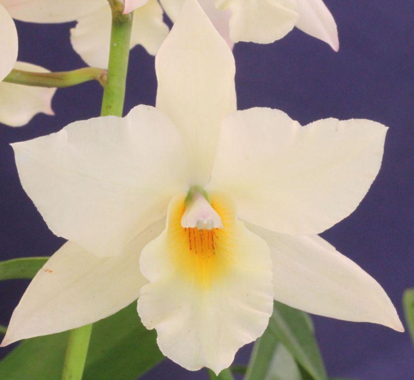 Jackfowlieara Appleblossom