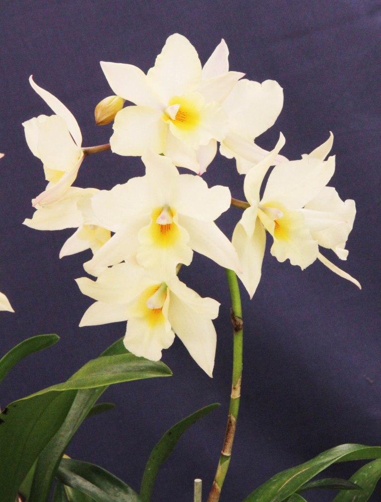 Jackfowlieara Appleblossom - photo 2