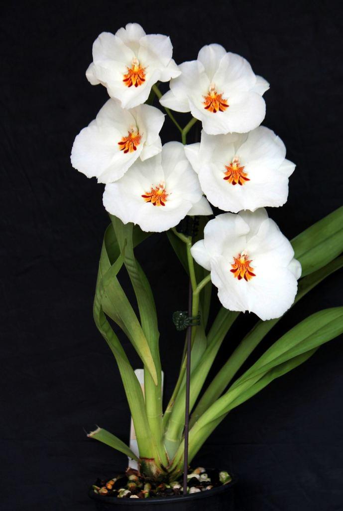 Miltoniopsis Up Country Puna - photo 2