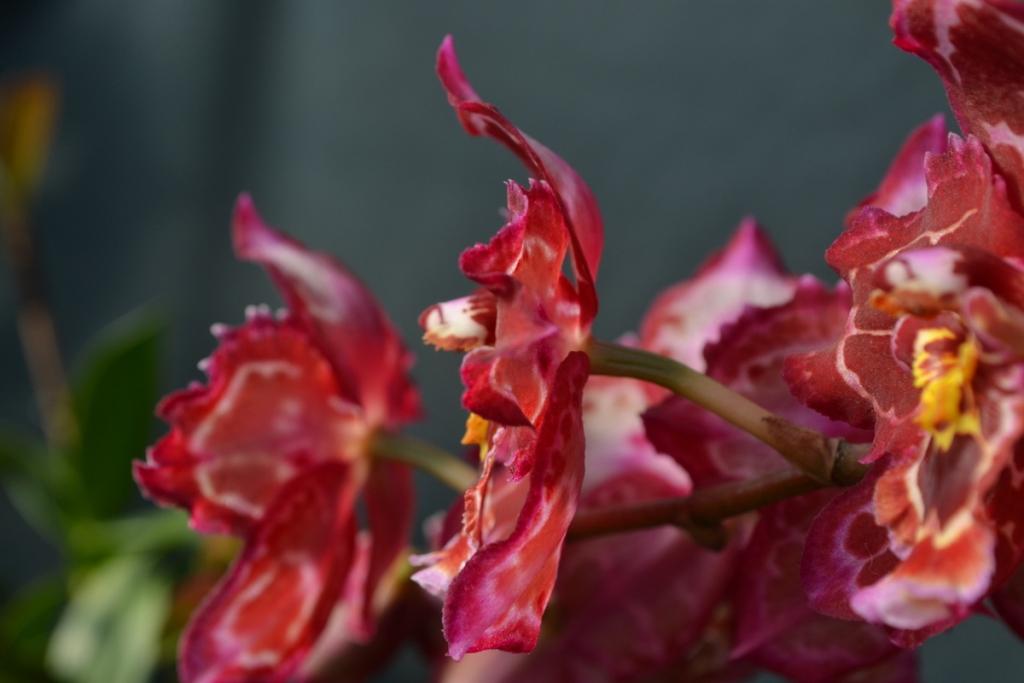 Oncidium Red Velvet - photo 2