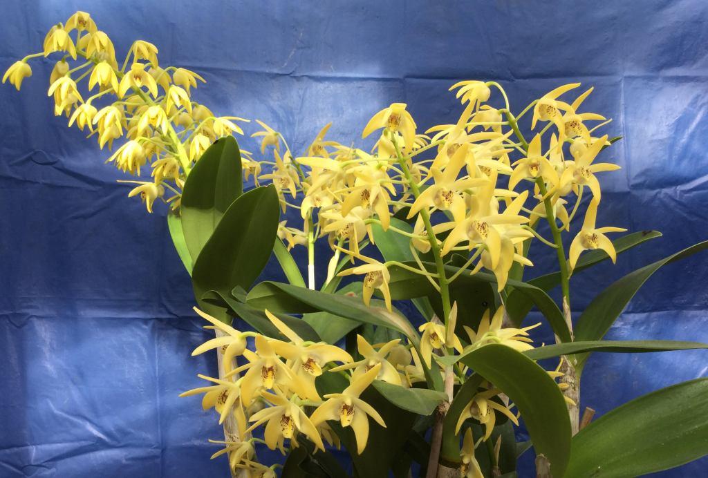 Dendrobium Brimbank Gold - photo 2