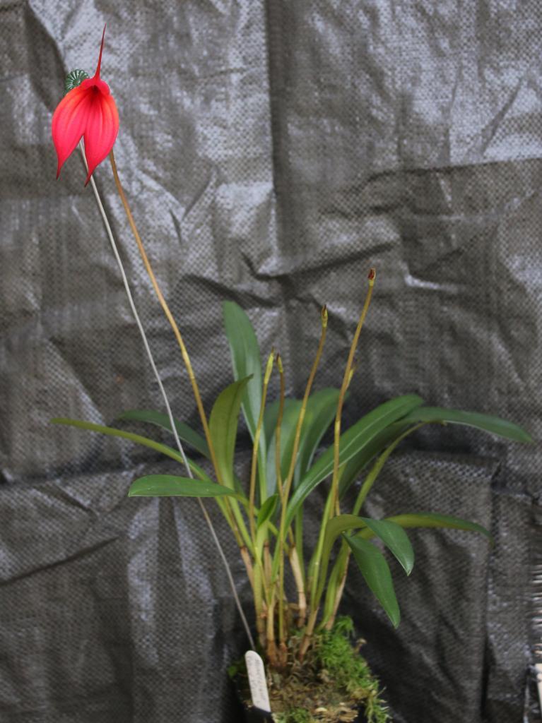 Masdevallia Heartlight - photo 2
