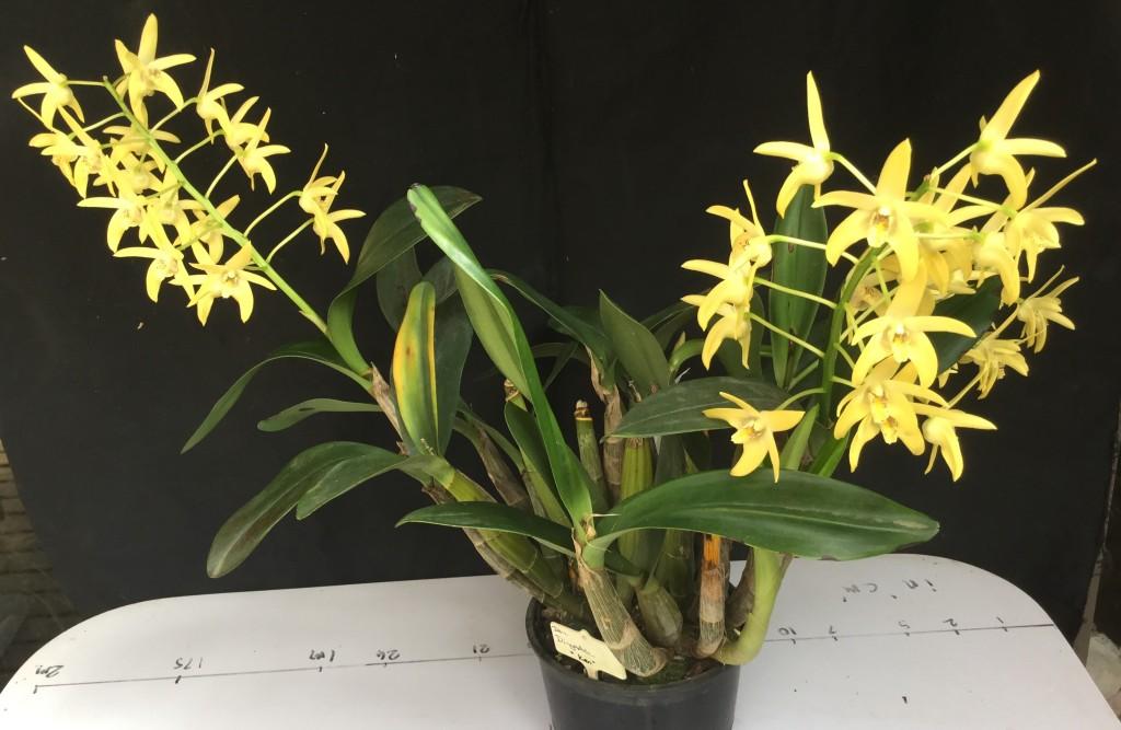 Dendrobium Dingadee - photo 2