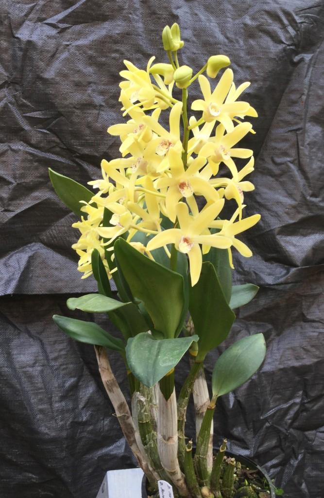 Dendrobium Duno Marilyn - photo 2