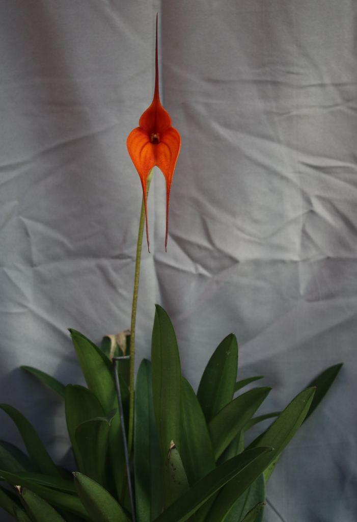 Masdevallia Santiago - photo 2