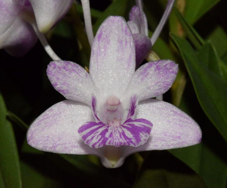 Den Bicentennial Rose