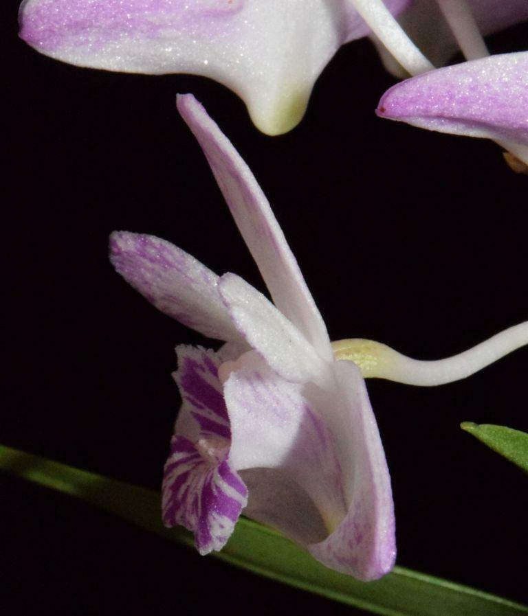 Dendrobium Bicentennial Rose - photo 2