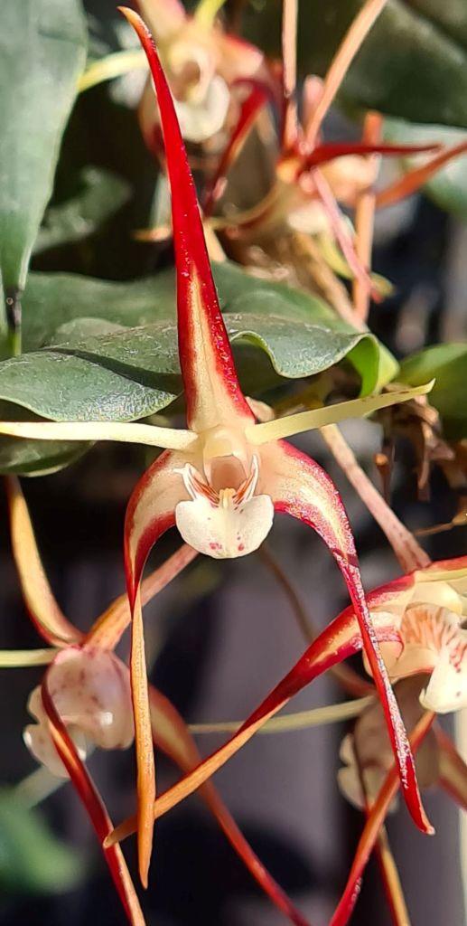 Dendrobium tetragonum subsp. tetragonum