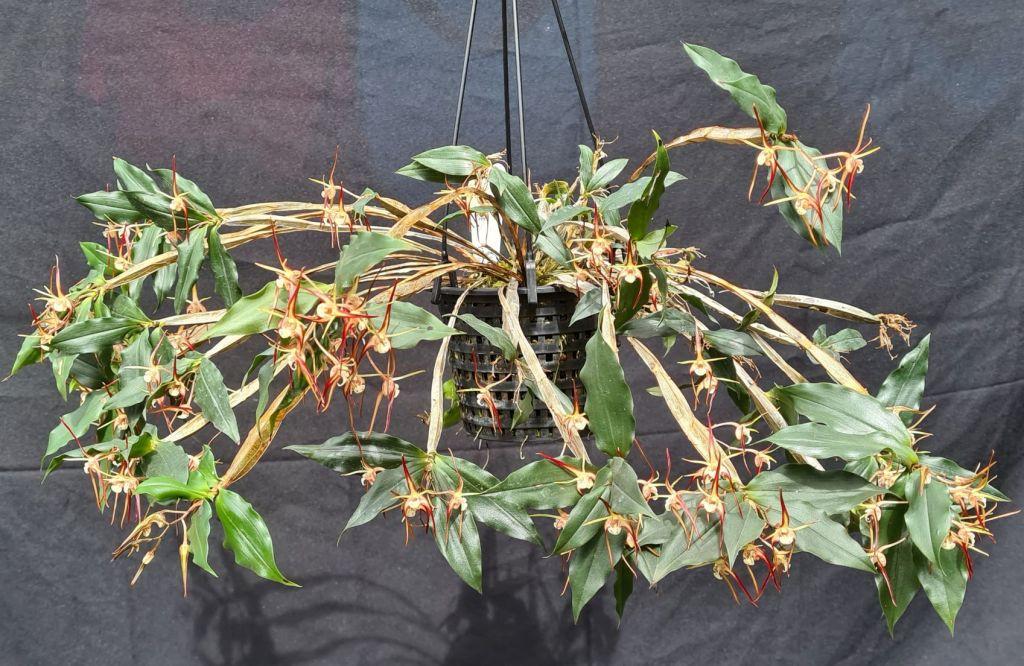 Dendrobium tetragonum subsp. tetragonum