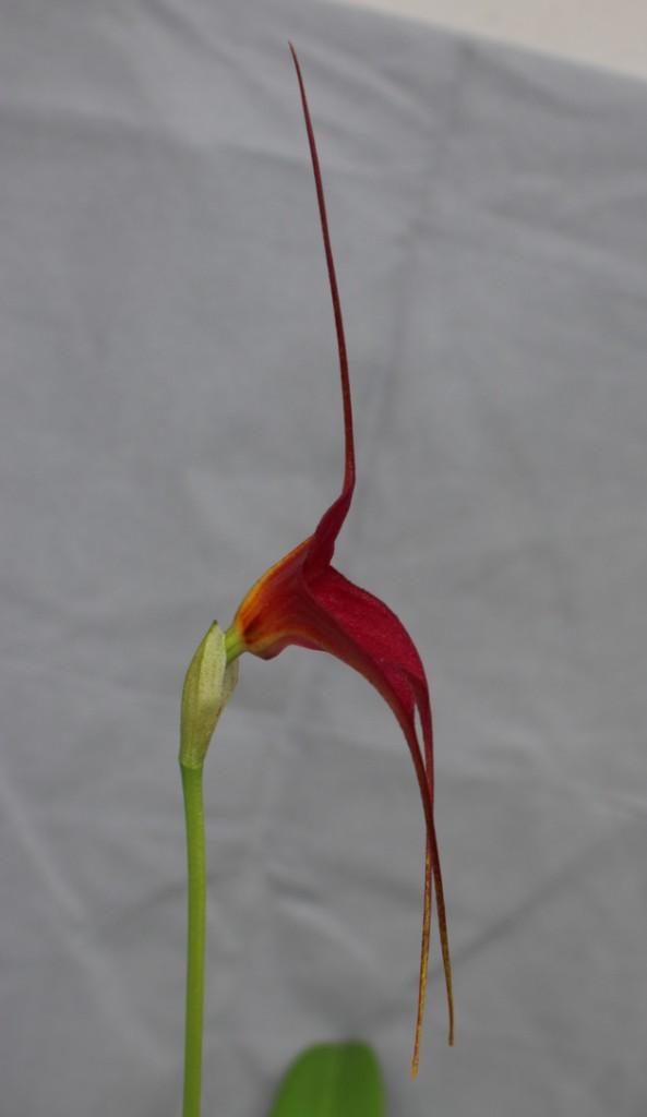 Masdevallia Staal Dancer - photo 2