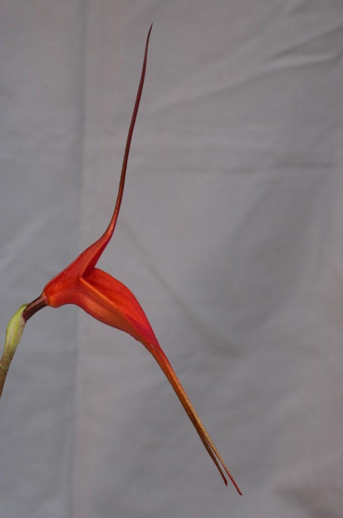 Masdevallia Bay of Fires - photo 2