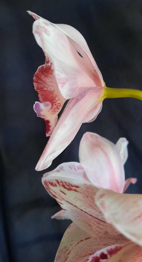 Cymbidium Excellence - photo 2