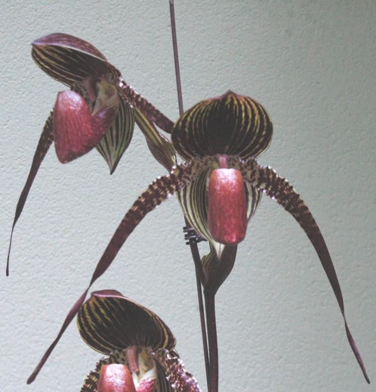 Paph Johanna Burkhardt
