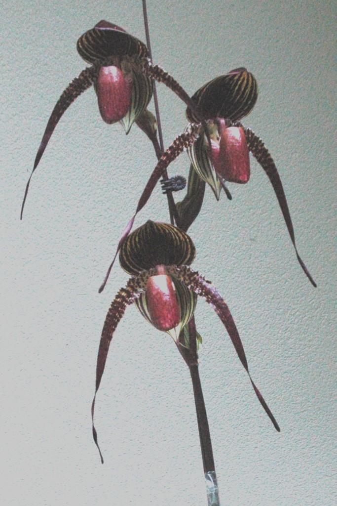 Paphiopedilum Johanna Burkhardt - photo 2