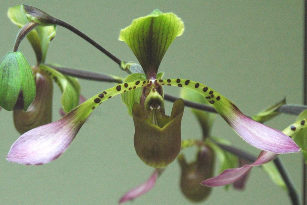 Paphiopedilum lowii