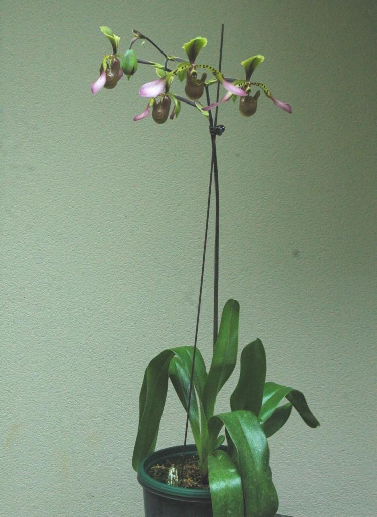Paphiopedilum lowii var. lynniae - photo 2