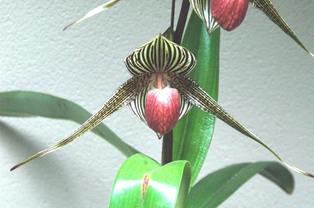 Paph Sunlight Franz