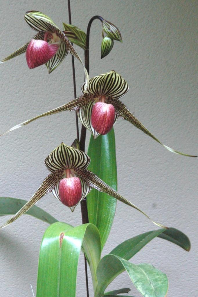 Paphiopedilum Sunlight Franz - photo 2