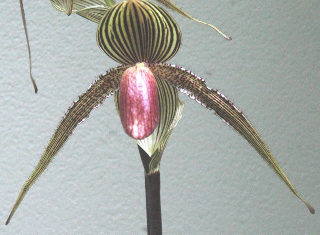 Paph Rollie Wilson