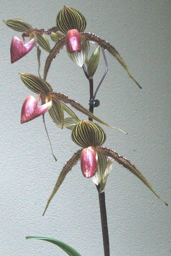 Paphiopedilum Rollie Wilson - photo 2