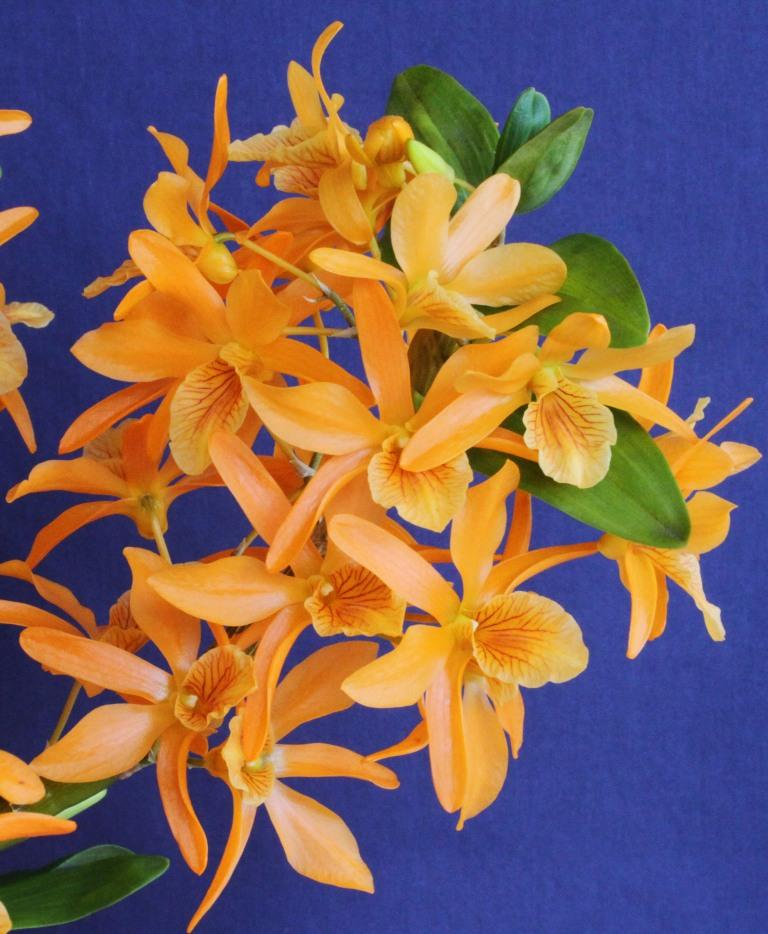 Dendrobium Stardust - photo 2
