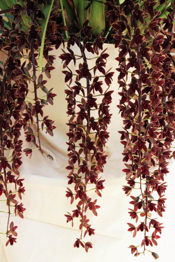 Cymbidium Black Stump - photo 2