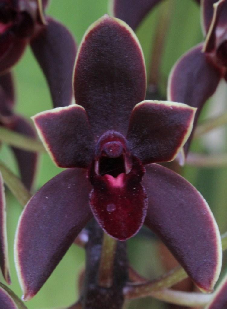 Cymbidium Black Stump - photo 2