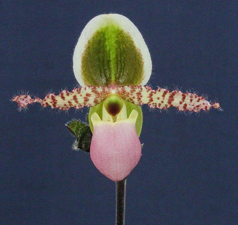 Paphiopedilum liemianum