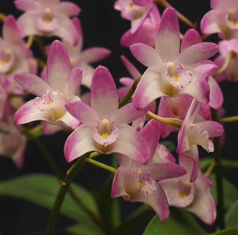 Dendrobium Desert Rose - photo 2