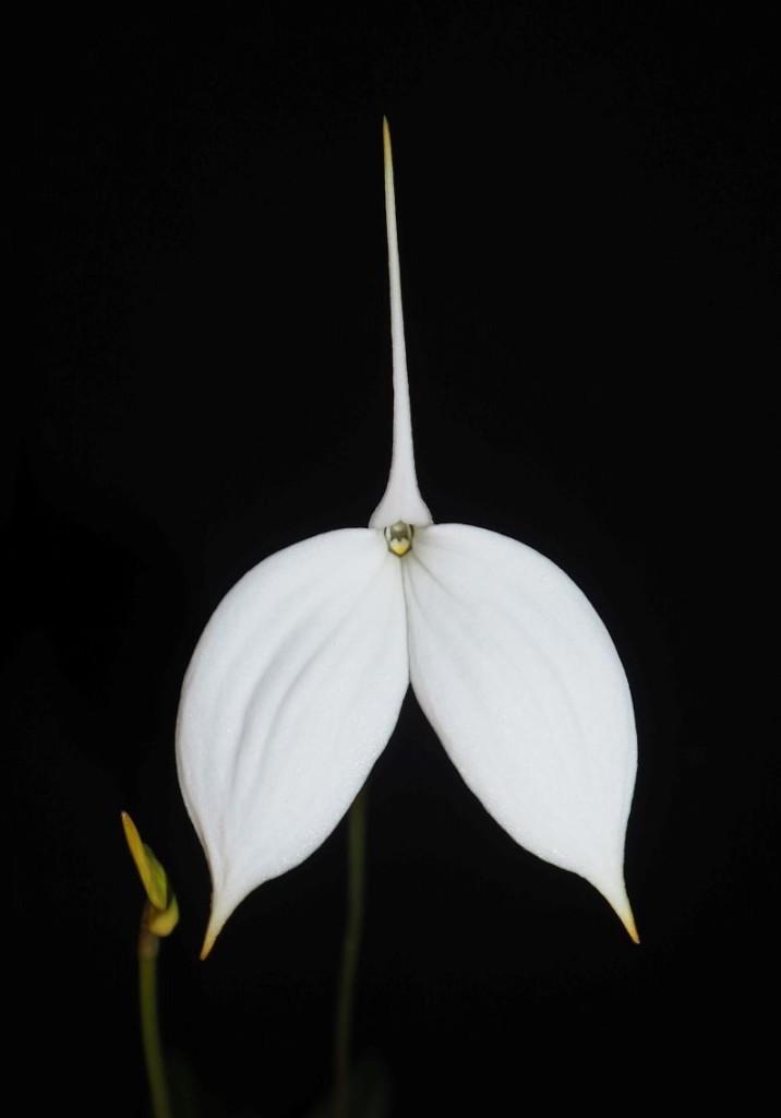 Masdevallia coccinea 'Vaso's Snow'