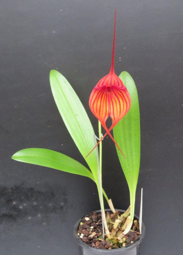 Masdevallia Stripe King - photo 2