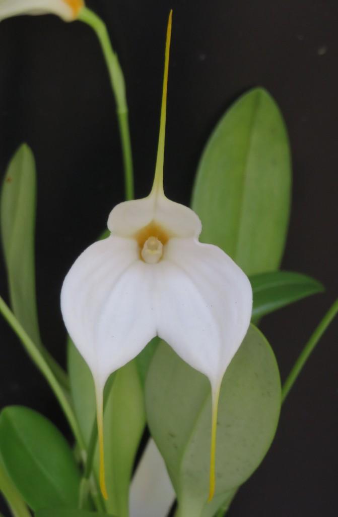 Masd Memoria Horrie Foster-Johnson