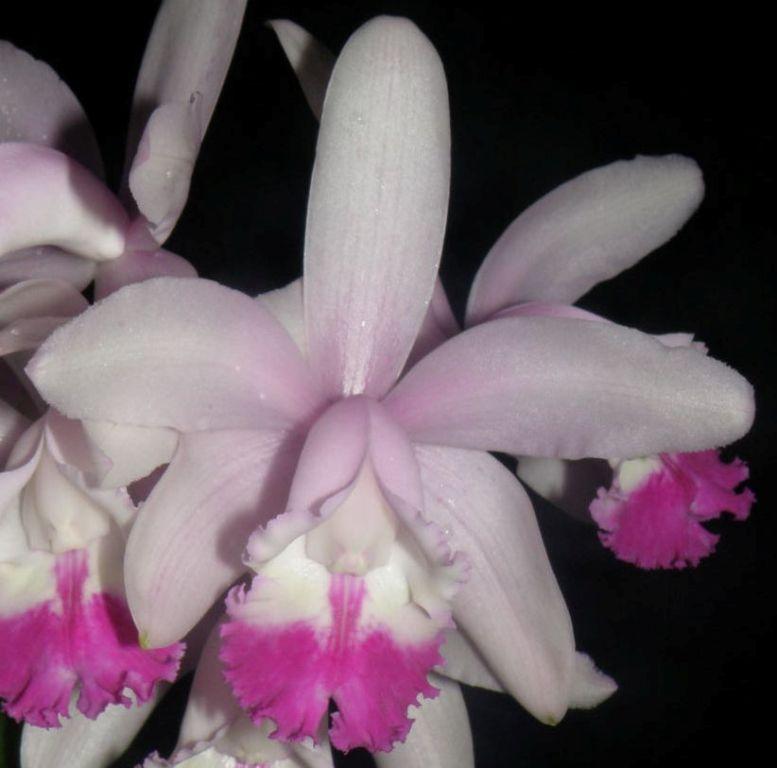 Cattleya intermedia