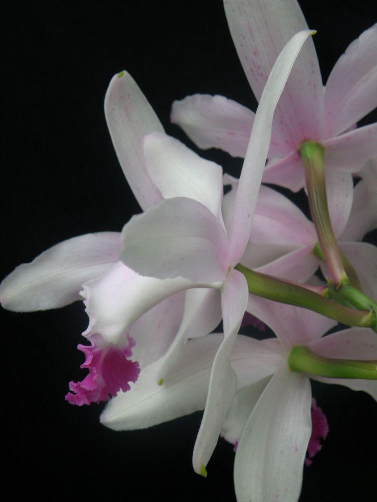 Cattleya intermedia - photo 2