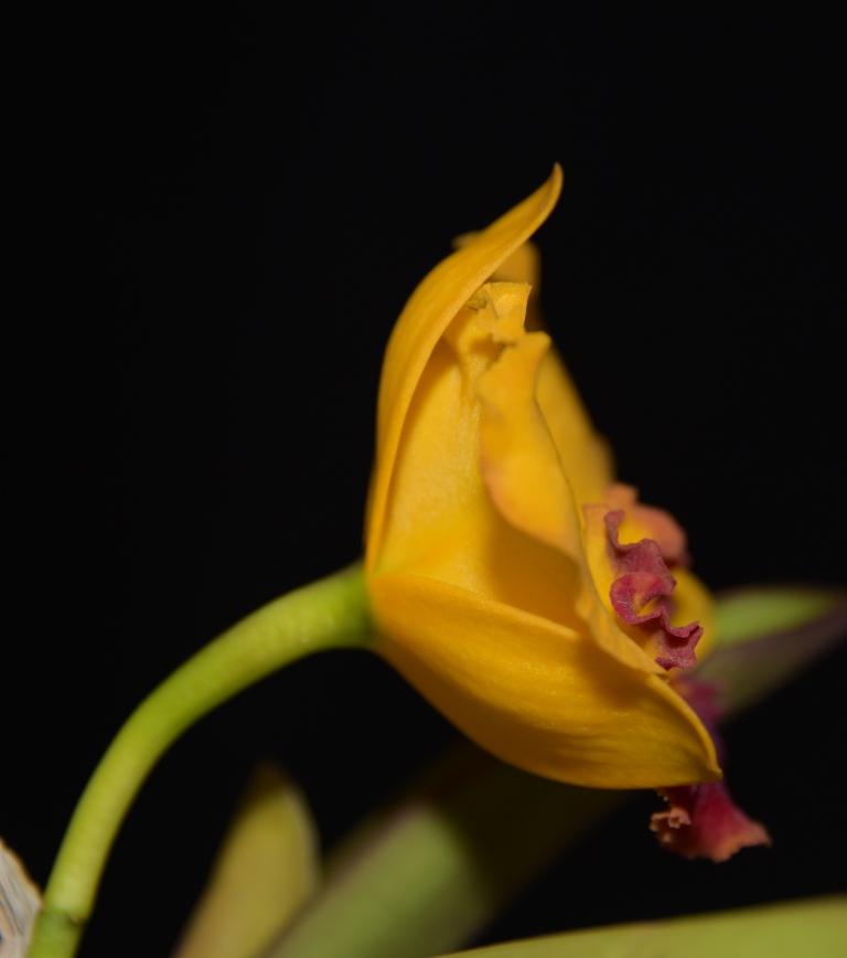 Rhyncattleanthe Shion Free - photo 2