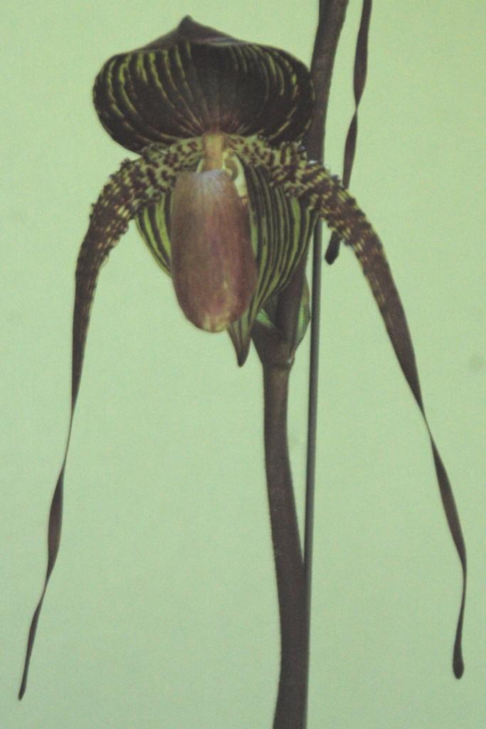 Paph Johanna Burkhardt