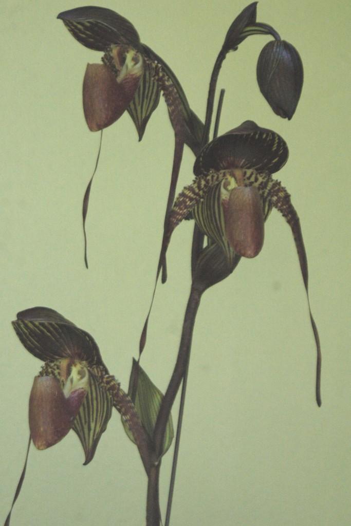 Paphiopedilum Johanna Burkhardt - photo 2