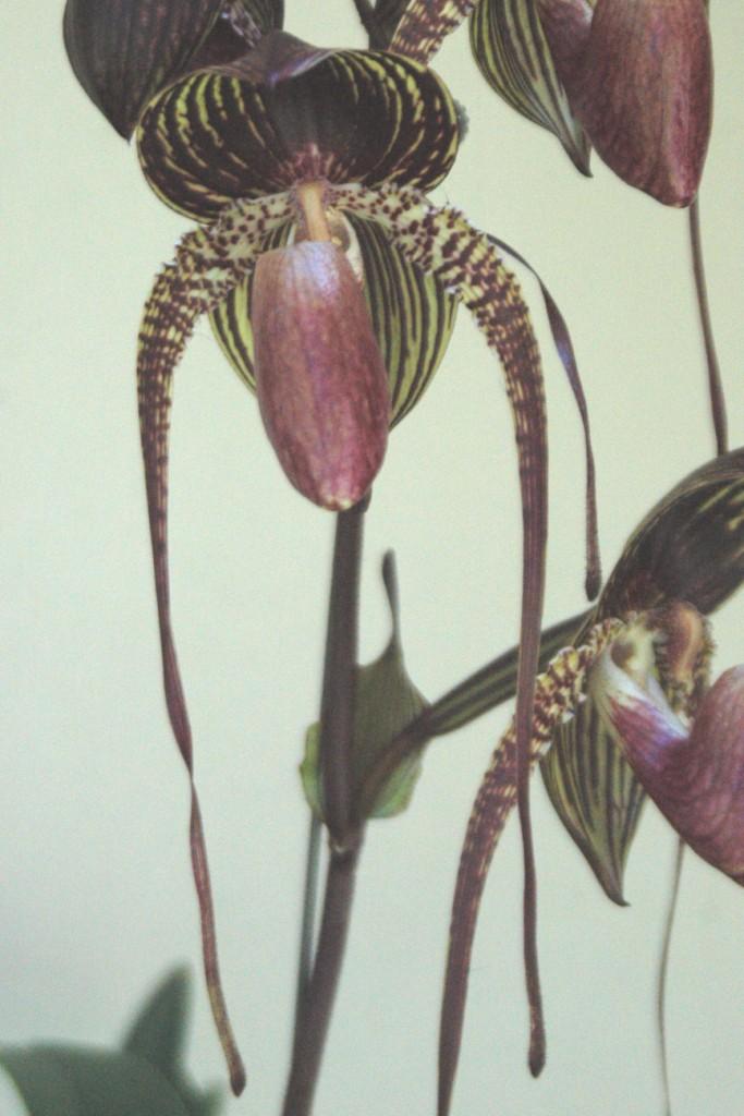 Paph Johanna Burkhardt
