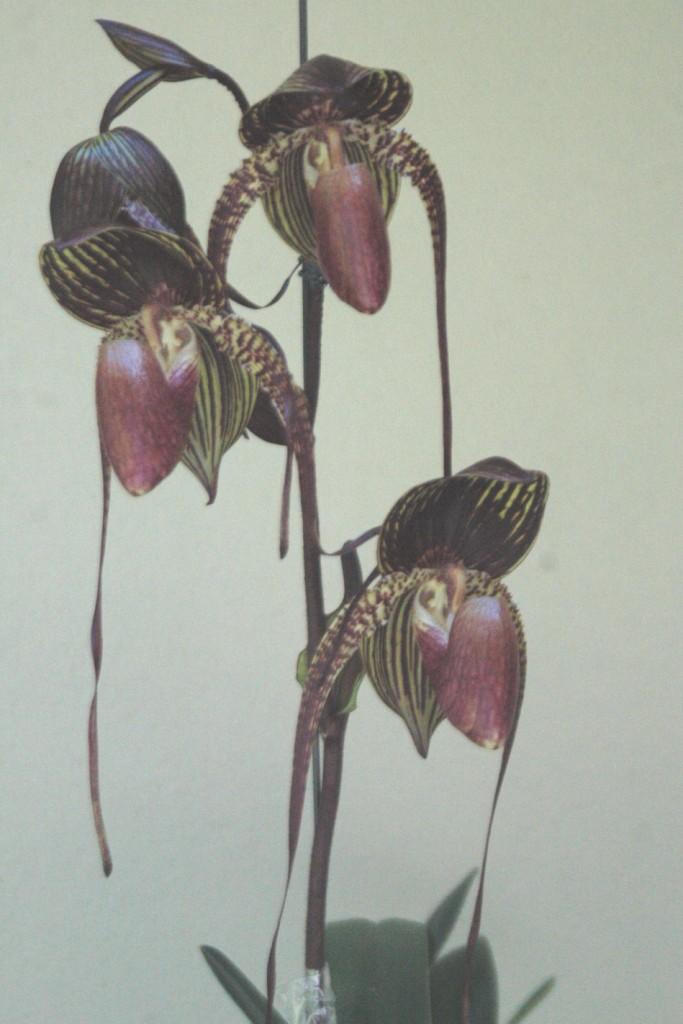 Paphiopedilum Johanna Burkhardt - photo 2