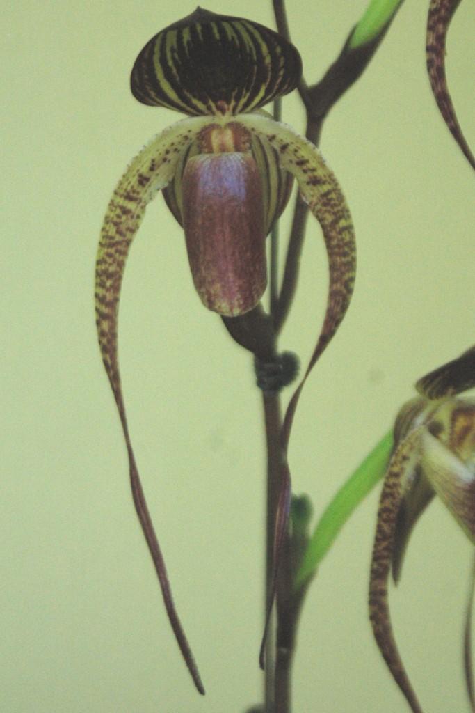Paph Shih-Yueh Eagle