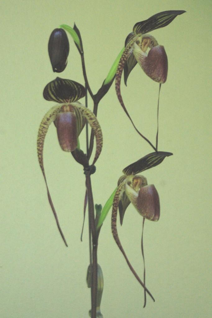 Paphiopedilum Shih-Yueh Eagle - photo 2