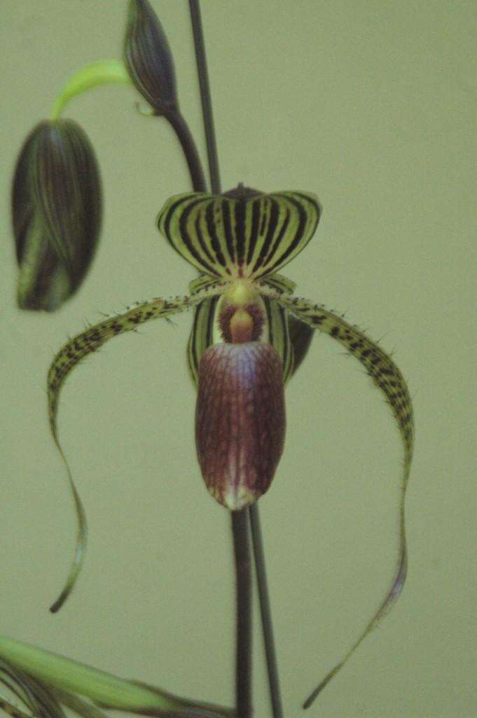 Paph Hung Sheng Eagle