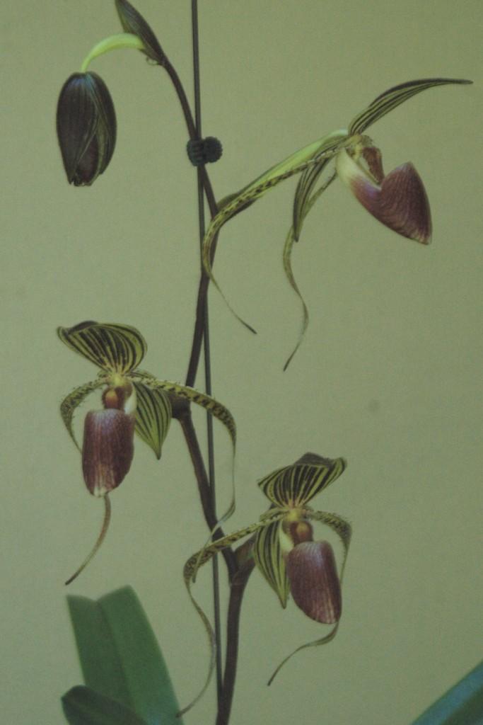 Paphiopedilum Hung Sheng Eagle - photo 2