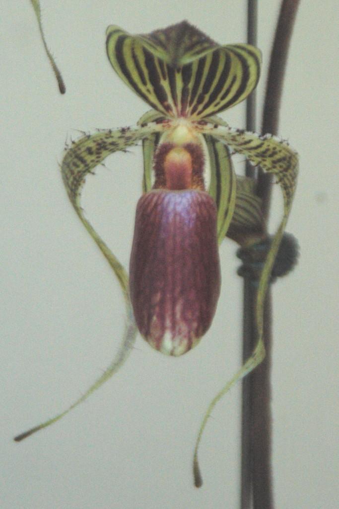 Paph Hung Sheng Eagle