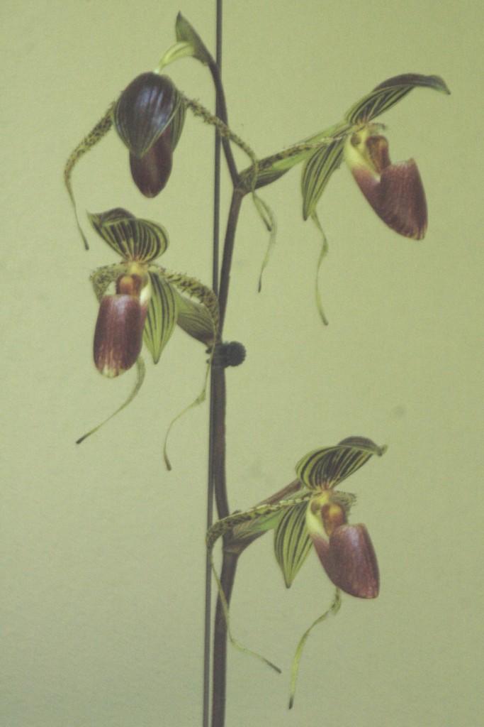 Paphiopedilum Hung Sheng Eagle - photo 2